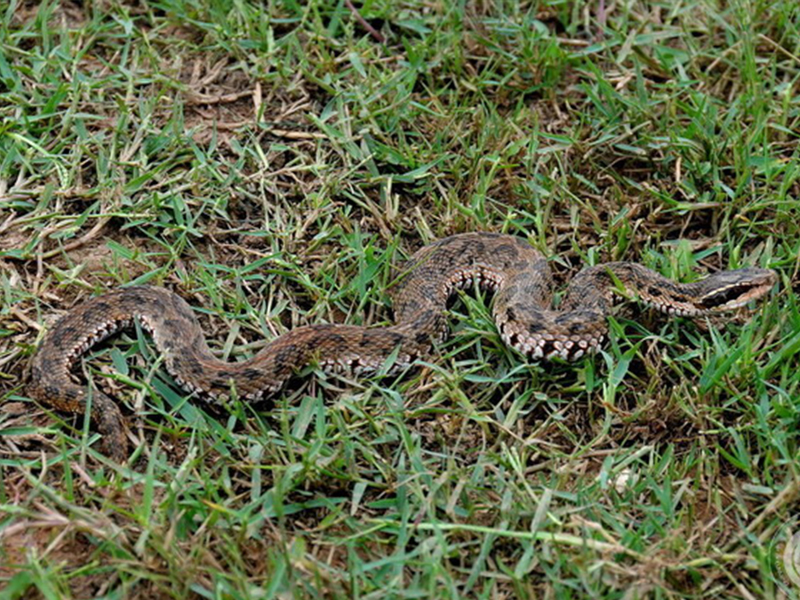 短尾蝮gloydius brevicaudus