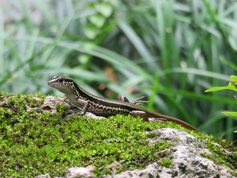 铜蜓蜥 sphenomorphus indicus