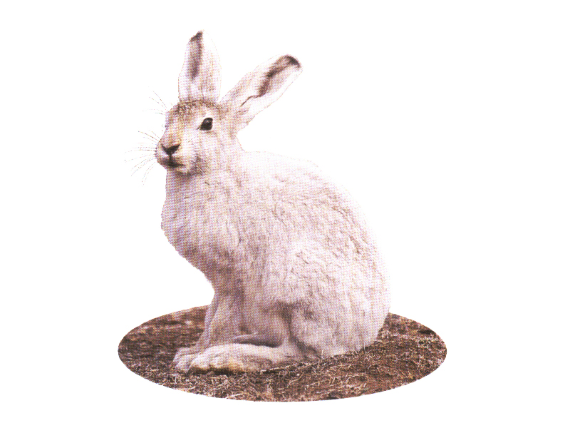 北极兔lepus arcticus