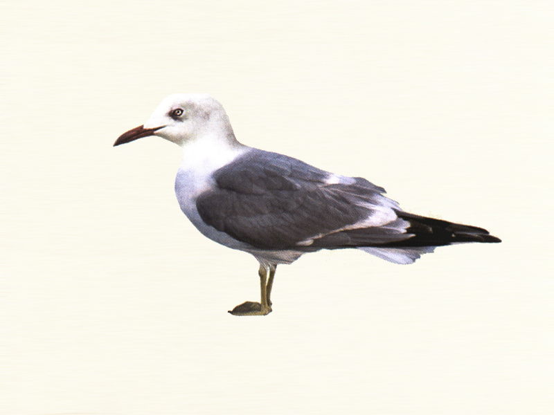 上一个下一个简介普通海鸥(英文名:mew gull,学名:larus canus),是鸻