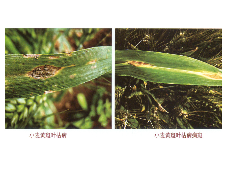 小麦黄斑叶枯病