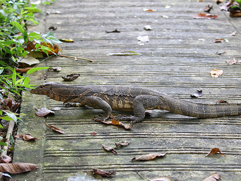 圆鼻巨蜥 varanus salvator