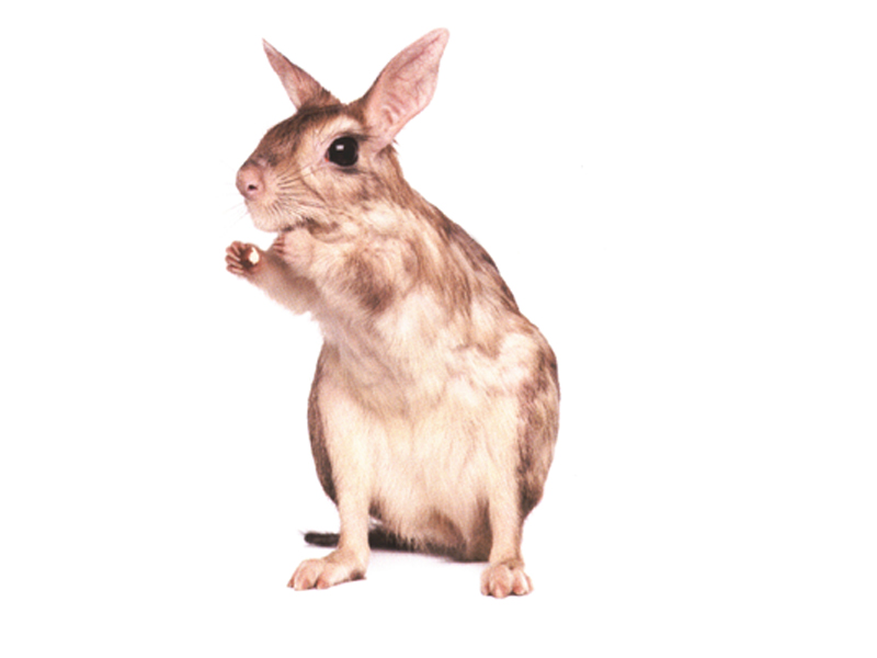 简介跳兔pedetes capensis啮齿目跳兔科跳兔的后肢粗