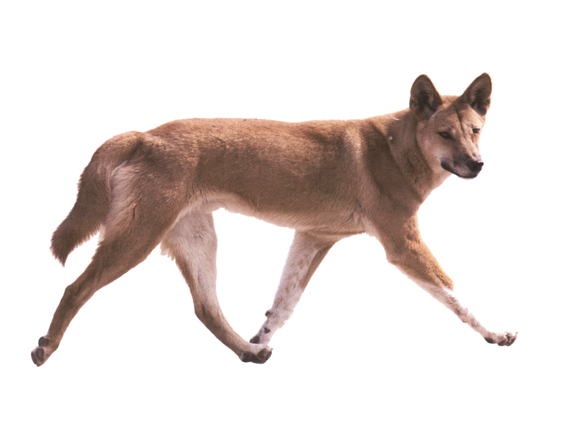 澳洲野狗canis lupus dingo
